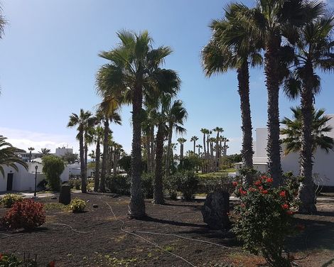 Palmeras Garden-3
