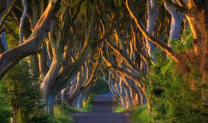 Dark Hedges