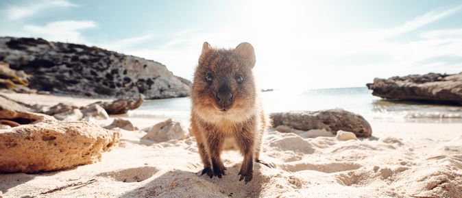 Quoka, das wohl glücklichste Tier der Welt am Strand in Australien