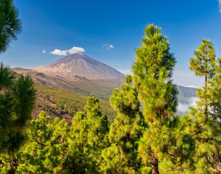 Blick durch Bäume auf den Berg Teide auf Teneriffa. Blauer Himmel