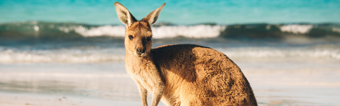 Australien Känguru