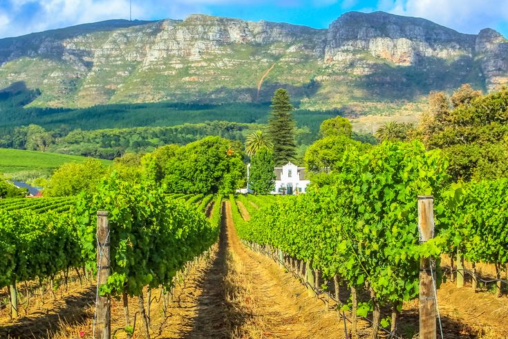 Grüne Weinreben vorm Berg 