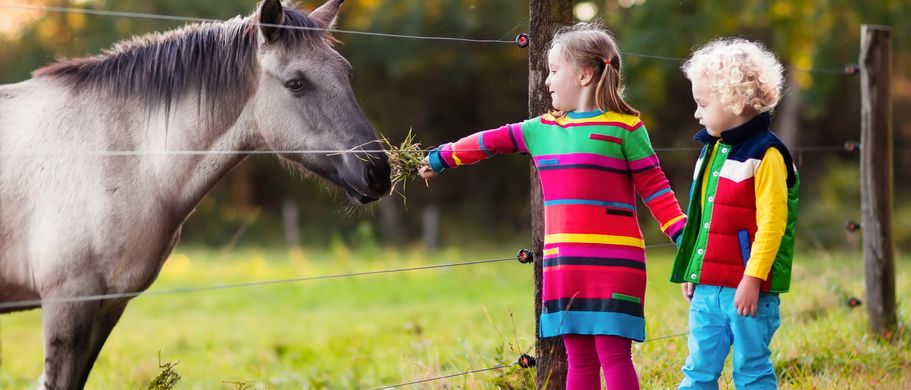 Kinder füttern Pferd
