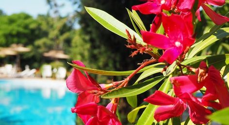 Joya Park Hotel