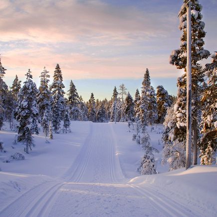 Mit Schnee bedeckter Wald in Finnland 
