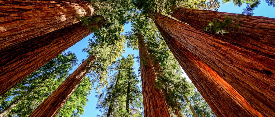 USA Nationalparks die Top Ten Reise Riesige Bäume im Sequoia Nationalpark