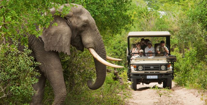 Elefant wird bei Safari beobachtet