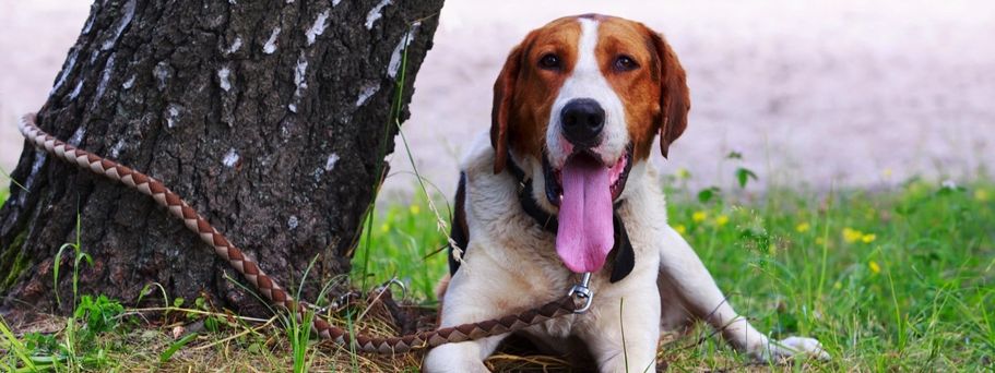 Hund liegend auf der Wiese 