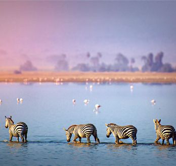 In Afrika laufen mehrere Zebras durch einen See