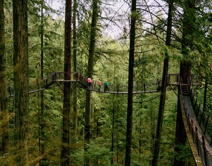 Tree Tops at Capilano