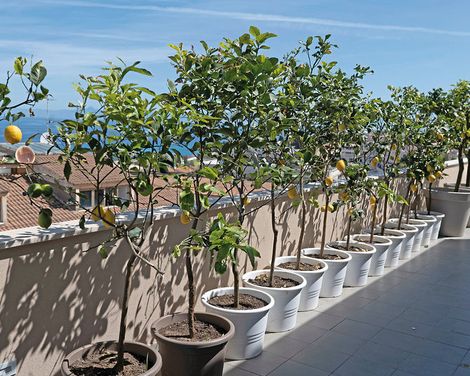 Middle Town Palace Tropea-3