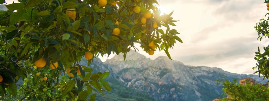 Organen-Farm in Fornalutx Mallorca