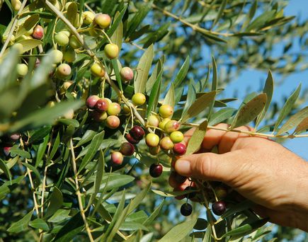 Hand greift nach Oliven am Baum