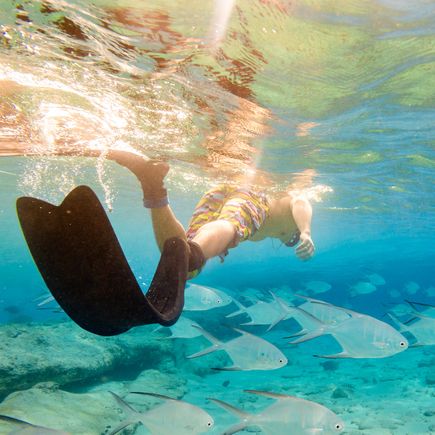 Eine Nahaufnahme unter Wasser zeigt einen Schwarm tropischer Fische, die um bunte Korallen herumschwimmen, in klarem, blauem Meerwasser.