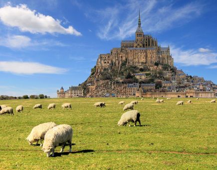 Mont Saint Michel, davor Wiese mit grasenden Schafen.