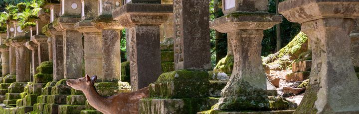 Blick auf Ruinen im Nara Park, welches umgeben von Hirschen ist.