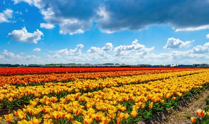 Tulpenfeld in Holland