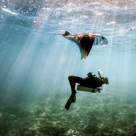  Manta-Rochen trifft man in den Tauchrevieren des Komodo-Nationalparks