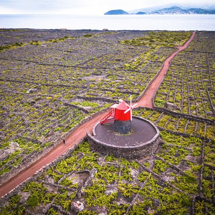 Auf der nährstoffreichen Erde der Azoren gedeihen auch Weinreben für exzellenten Wein