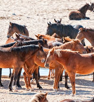 Wildpferde in der Wüste