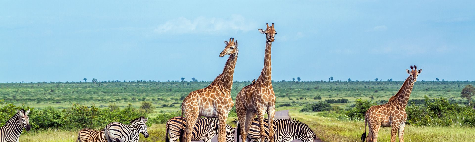 Südafrika Giraffen Zebras