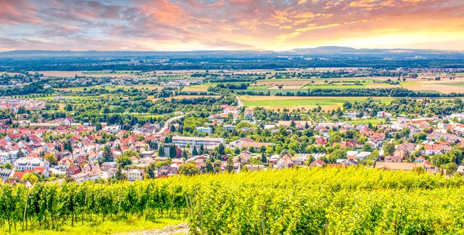 Ein sonniger Tag in einem Weinberg in Deidesheim an der Hessischen Bergstraße, wo sich grüne Rebenreihen einen sanften Hügel hinaufziehen und in der Ferne Häuser sichtbar sind.