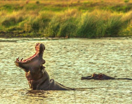 Gewaltige Flusspferde leben im iSimangaliso Wetland Park