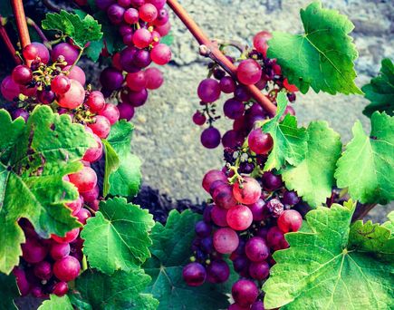 Weinrebe mit roten Weintrauben