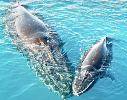 Buckelwal mit Kalb in der Hervey Bay