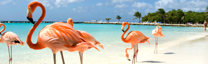 Karibik Flamingos