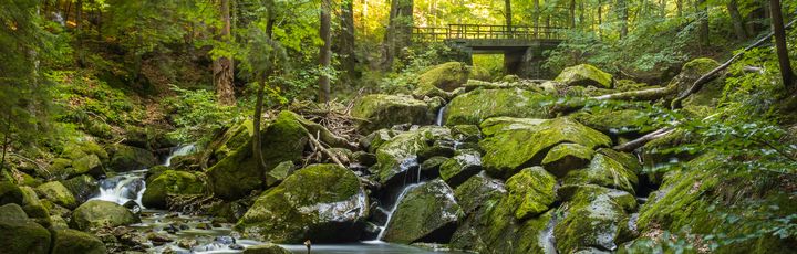 Grüner Wald mit schönem Fluss und Brücke in der Harzregion in der Nähe von Ilsenburg