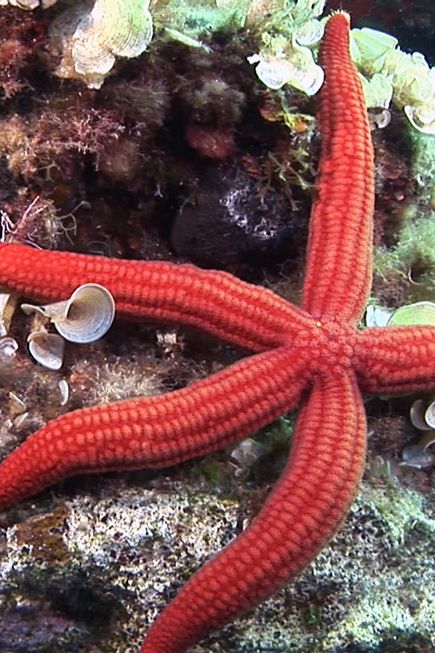 Seeigel und Mückenstern in Kroatien