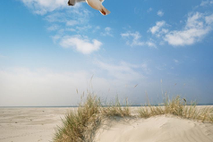 Eine Möwe fliegt über den Strand.