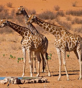  Drei Giraffen stehen an einer Wasserpütze in der Wüste