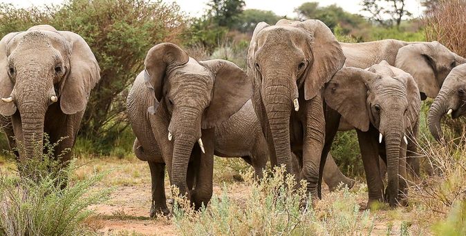 Elefantenherde in Afrika