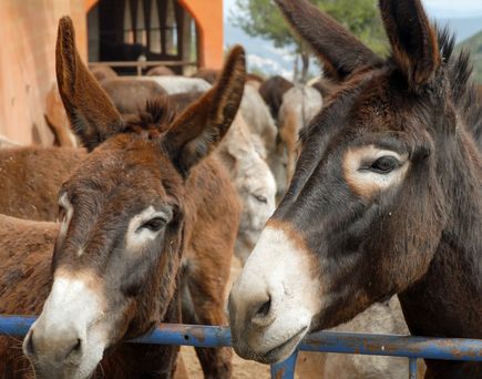 verschiedenste Eselsarten in gemütlichem Gestüt