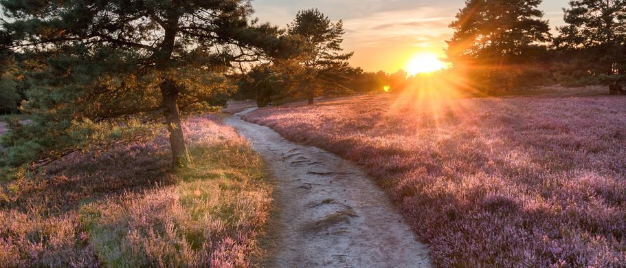 Lueneburger Heide bluehendes Heidekraut