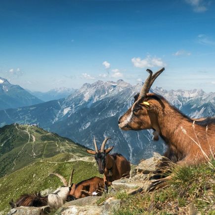 Ziegen, Lechtaler Alpen, Tirol
