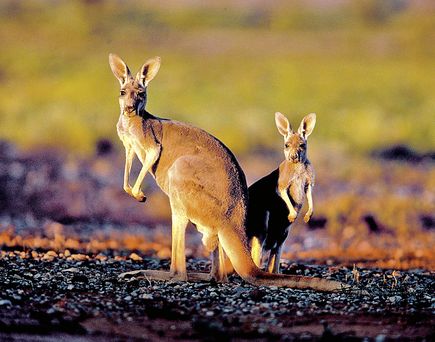 Ein erwachsenes Känguru und ein Junges stehen nebeneinander auf steinigem Boden in der Abendsonne, mit verschwommenem, goldfarbenem Hintergrund.