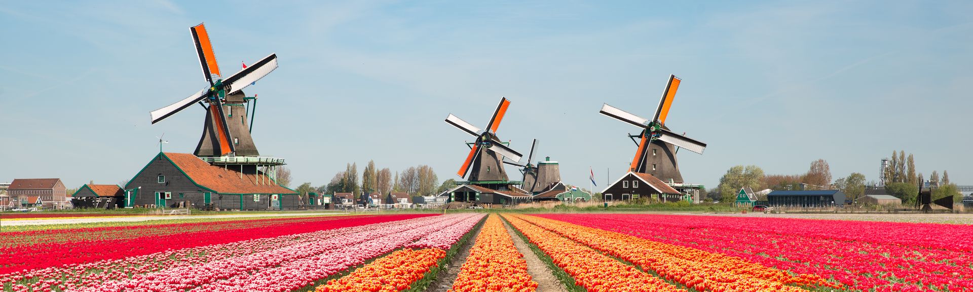 Holland Niederlande Windmühlen und Tulpen