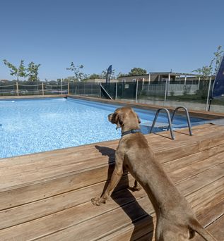 Hund steht auf einem Holzdeck und blickt auf einen umzäunten Pool für Hunde in einem hundefreundlichen Ferienresort.