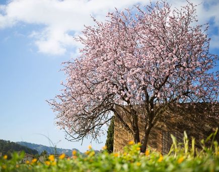 Ein Mandelbaum in voller Blüte.