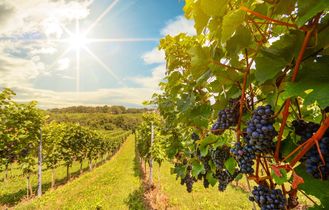Sonnenuntergang über Weinberge mit Rotweintrauben