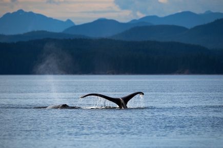 Wal von der Küste Kanadas