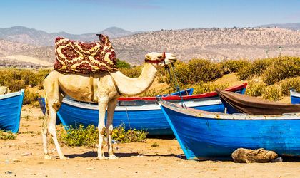 Marokko Agadir Kamel und blaue Boote