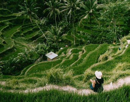 Die üppigen Reisterrassen von Tegallalang auf Bali, Indonesien, die sich in sanften grünen Stufen über die Landschaft erstrecken.