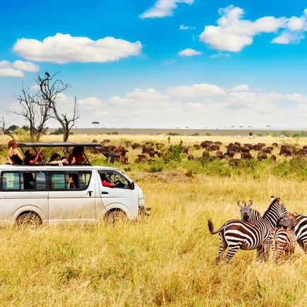 Zebras und ein Safari Auto in der afrikanischen Savanne. Masai Mara national park