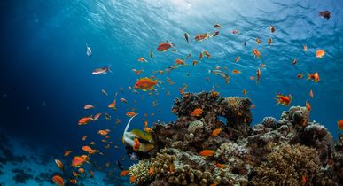 Unterwasseraufnahme eines lebendigen Korallenriffs mit vielen bunten Fischen und Sonnenlicht, das durch das klare Wasser dringt.