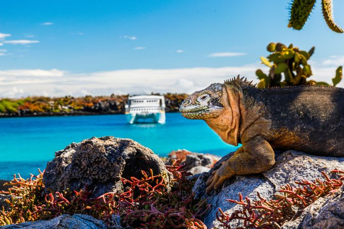  Leguan auf den Galápagos-Inseln