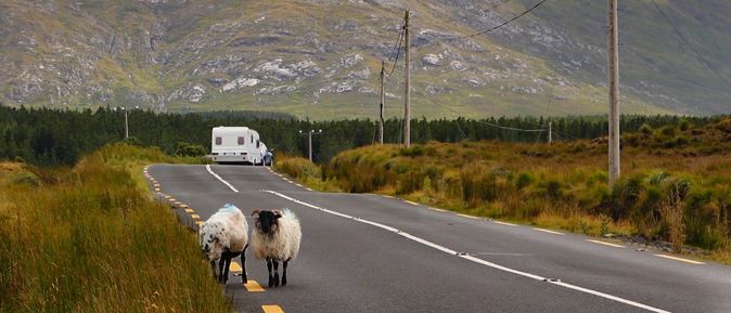 Eine Schafherde blockiert eine ländliche Straße in Connemara, Irland, umgeben von grünen Feldern und sanften Hügeln unter einem bewölkten Himmel.